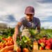 Farm Worker Jobs in Canada with Visa Sponsorship – How to Apply and Secure